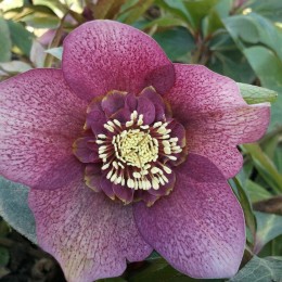 Helleborus u našem vrtu