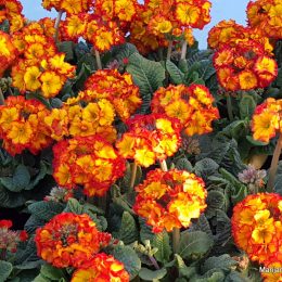 Proizvodnja primula-jaglaca