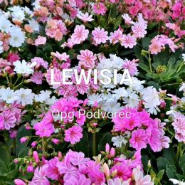 Lewisia